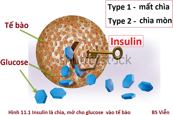 Tăng insulin làm tăng tích lũy mờ thừa