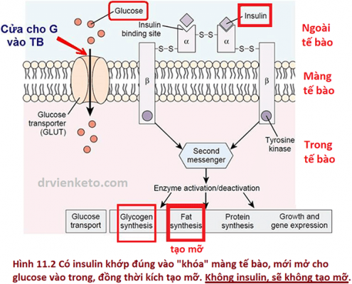 Không có insulin sẽ không tạo mỡ