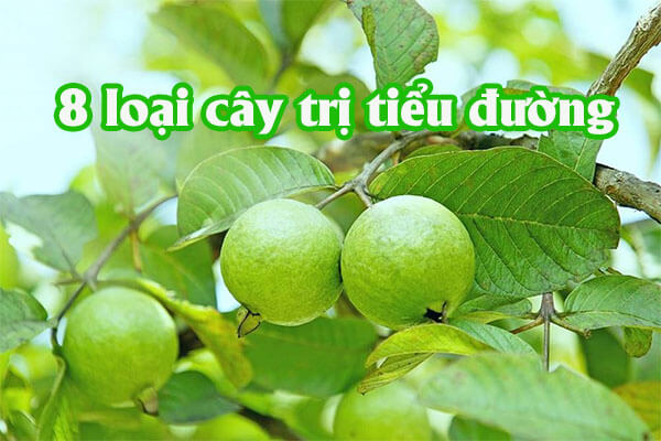 Các cây trị tiểu đường